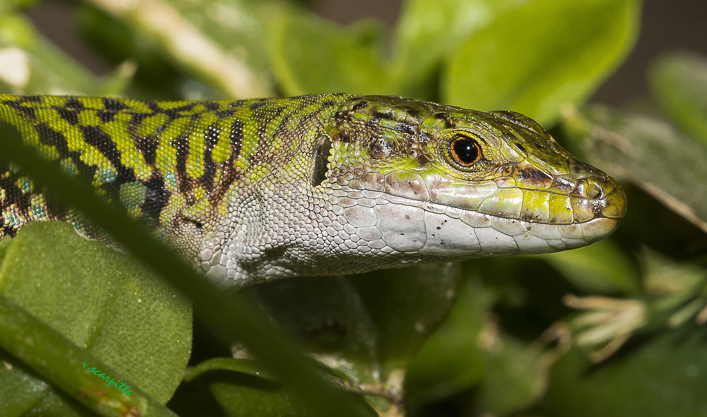 portrait of a lizard in the garden of my house