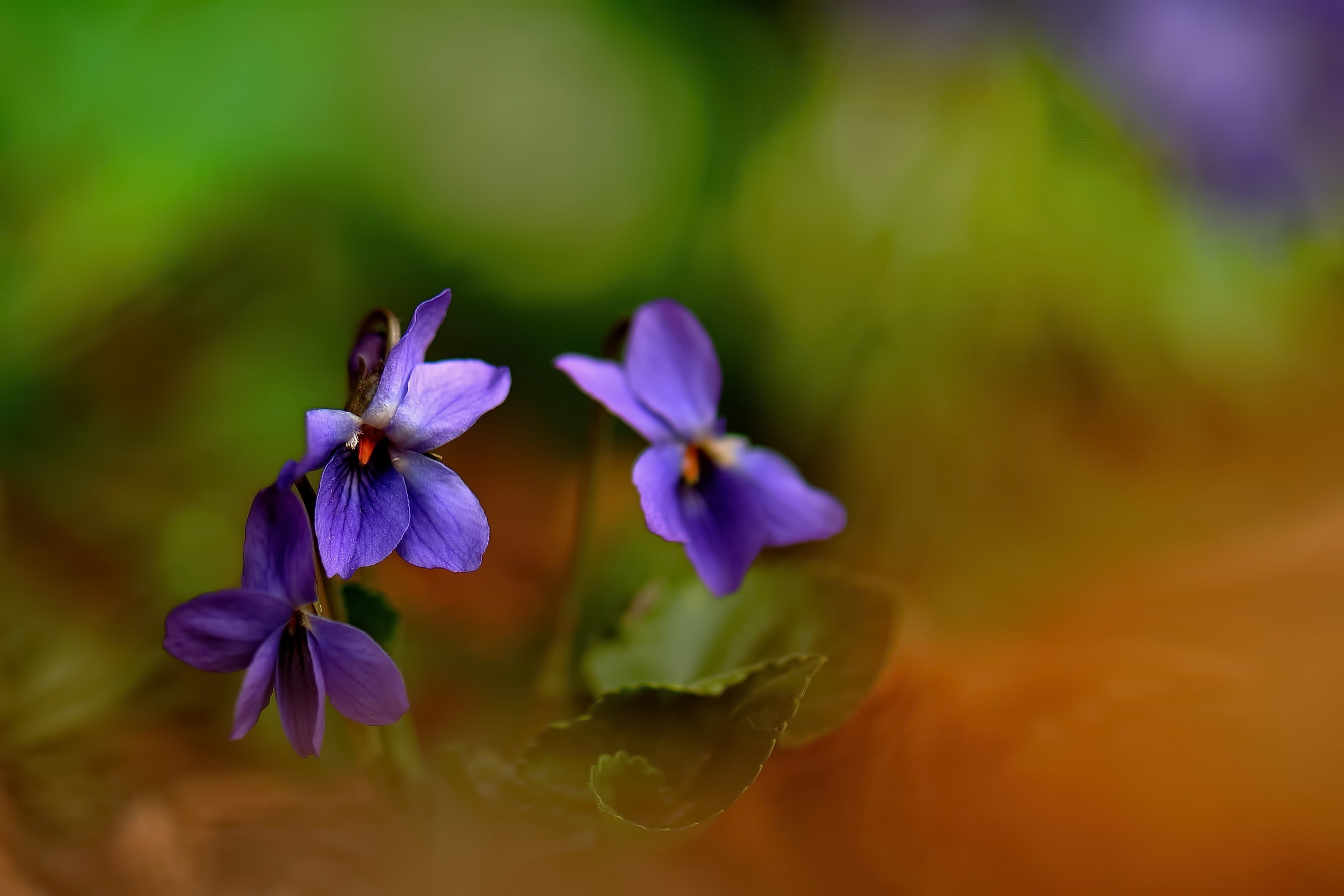Viola reichenbachiara