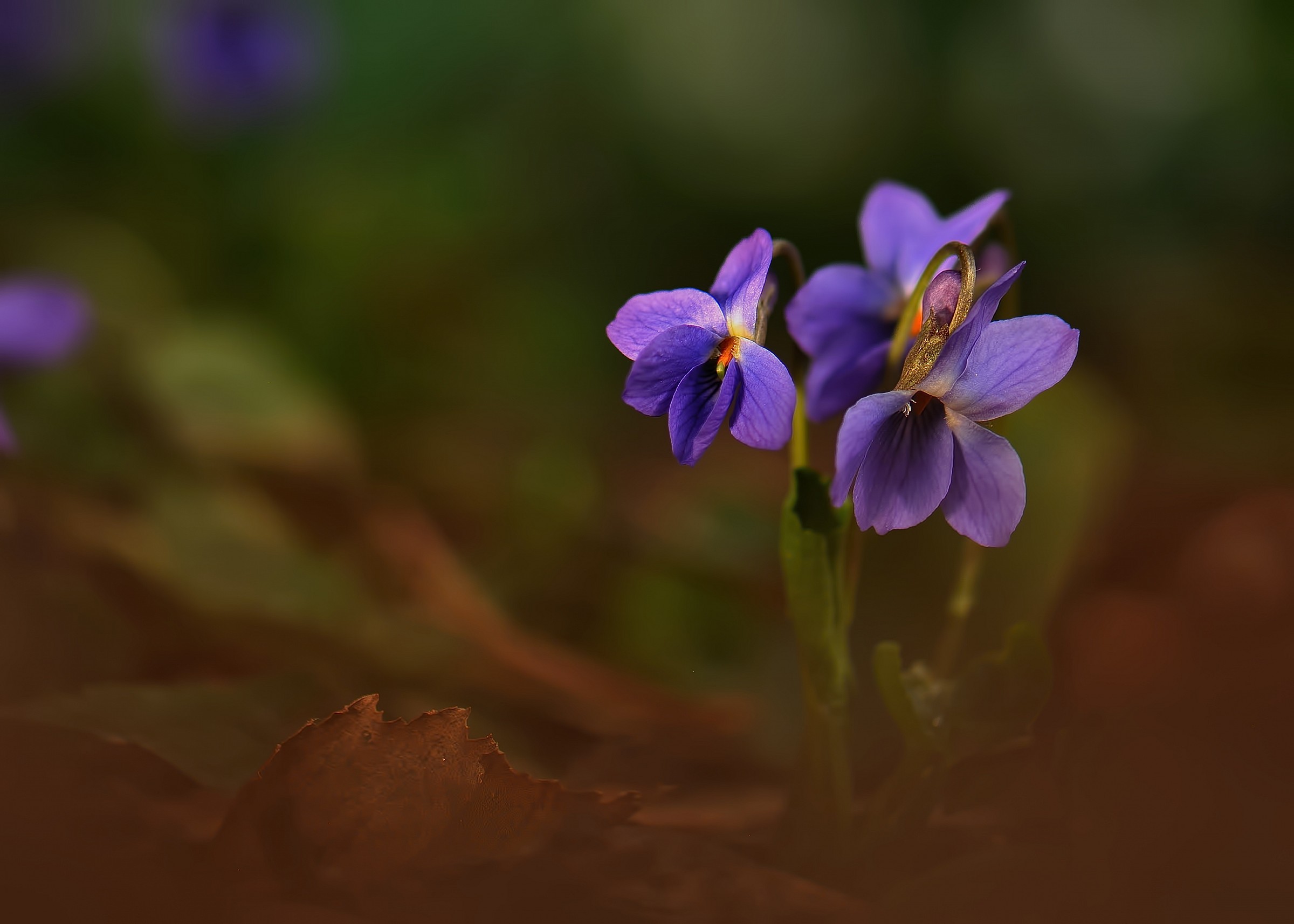 La primavera è arrivata