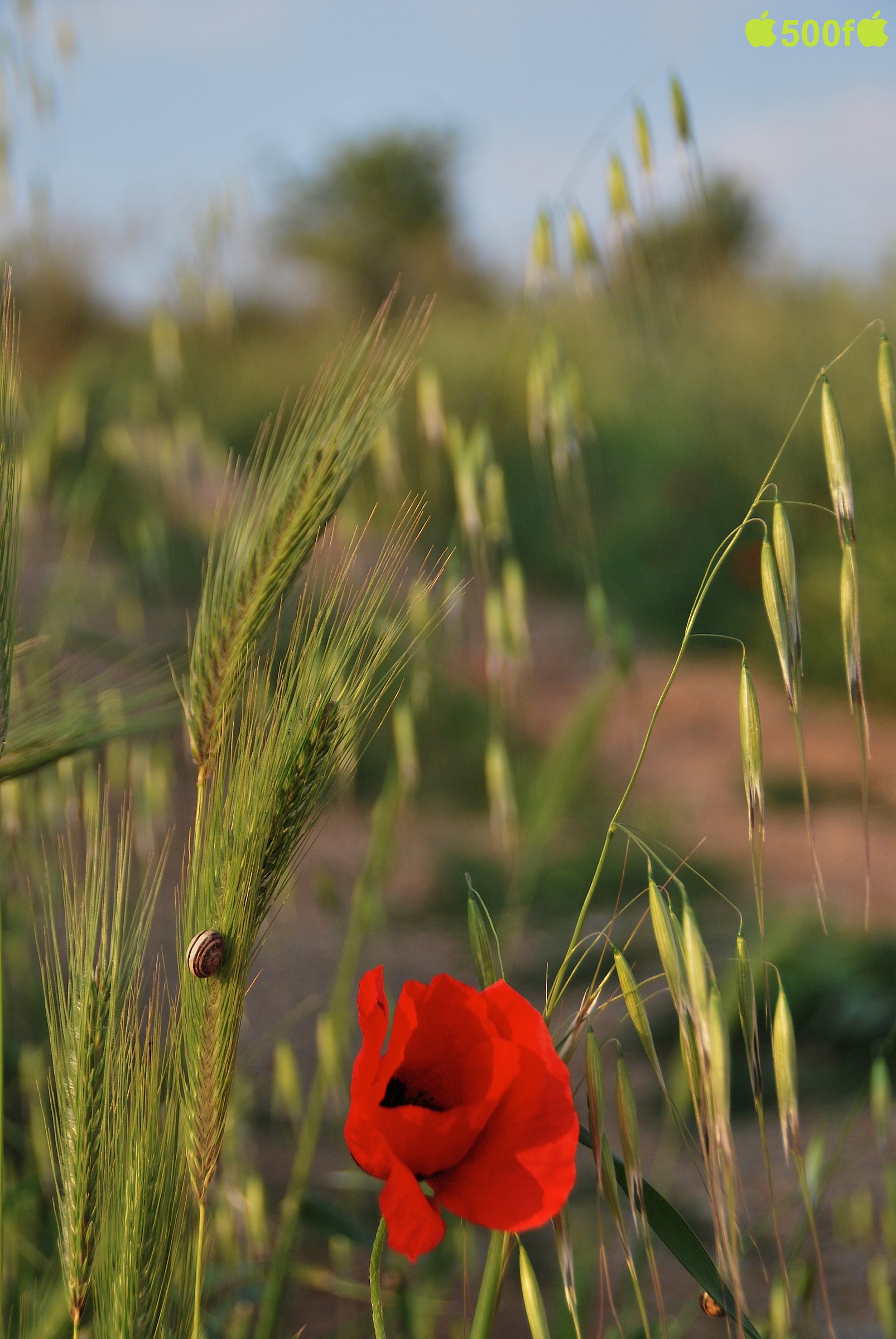 Fiori di campo