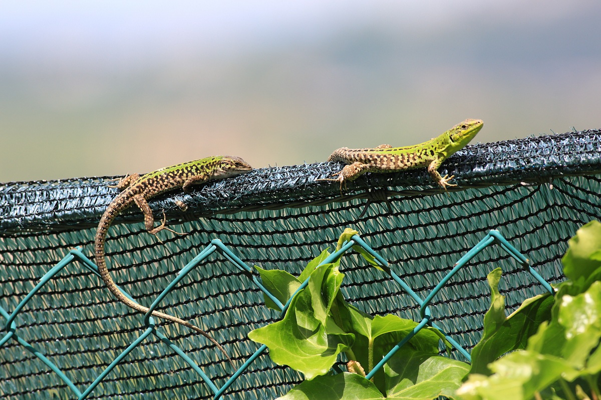 Welcome back Spring!