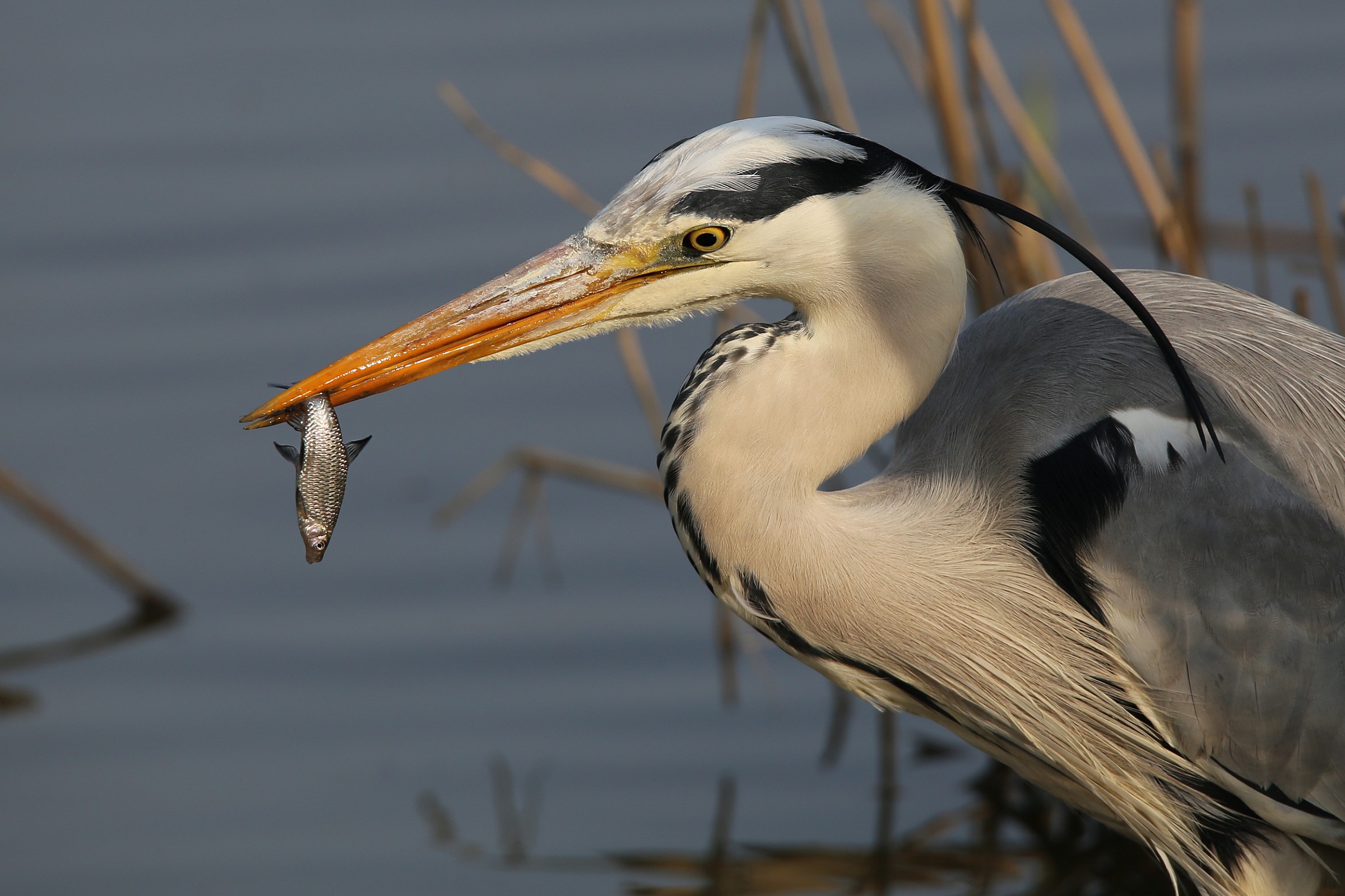 Heron hunting at sunset