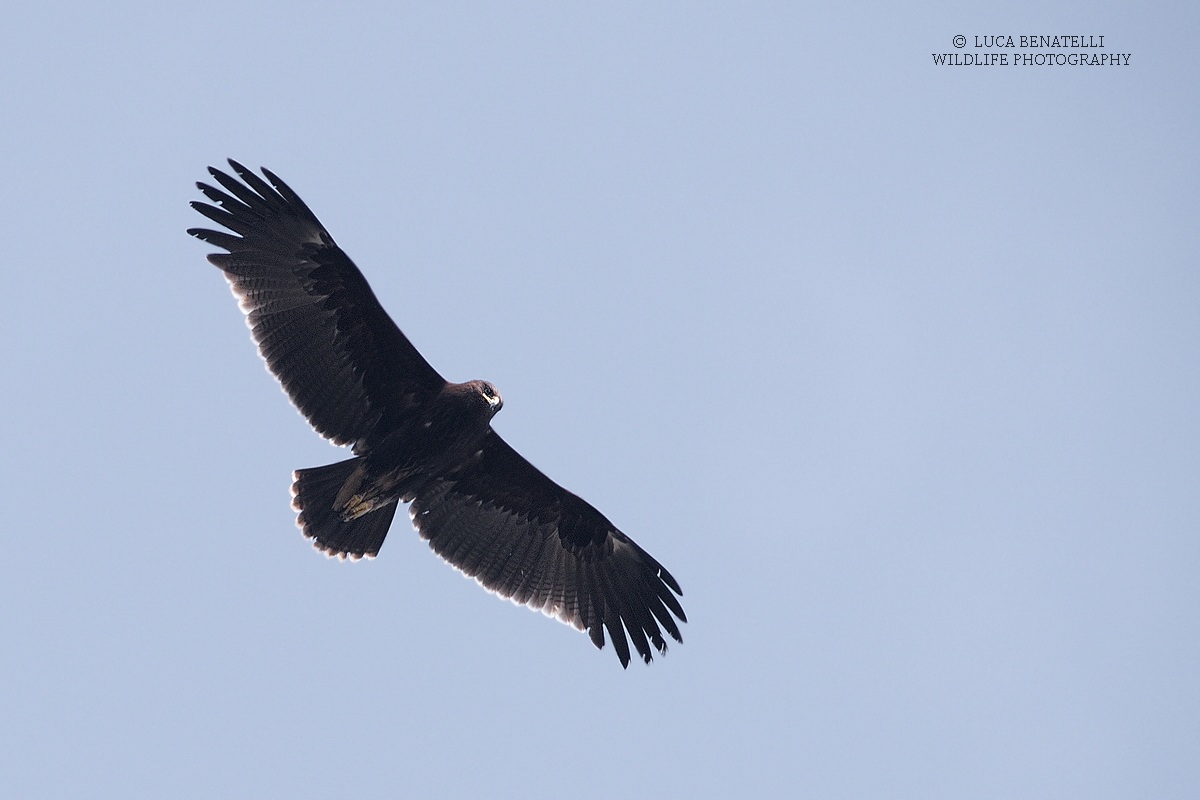 Aquila anatraia maggiore