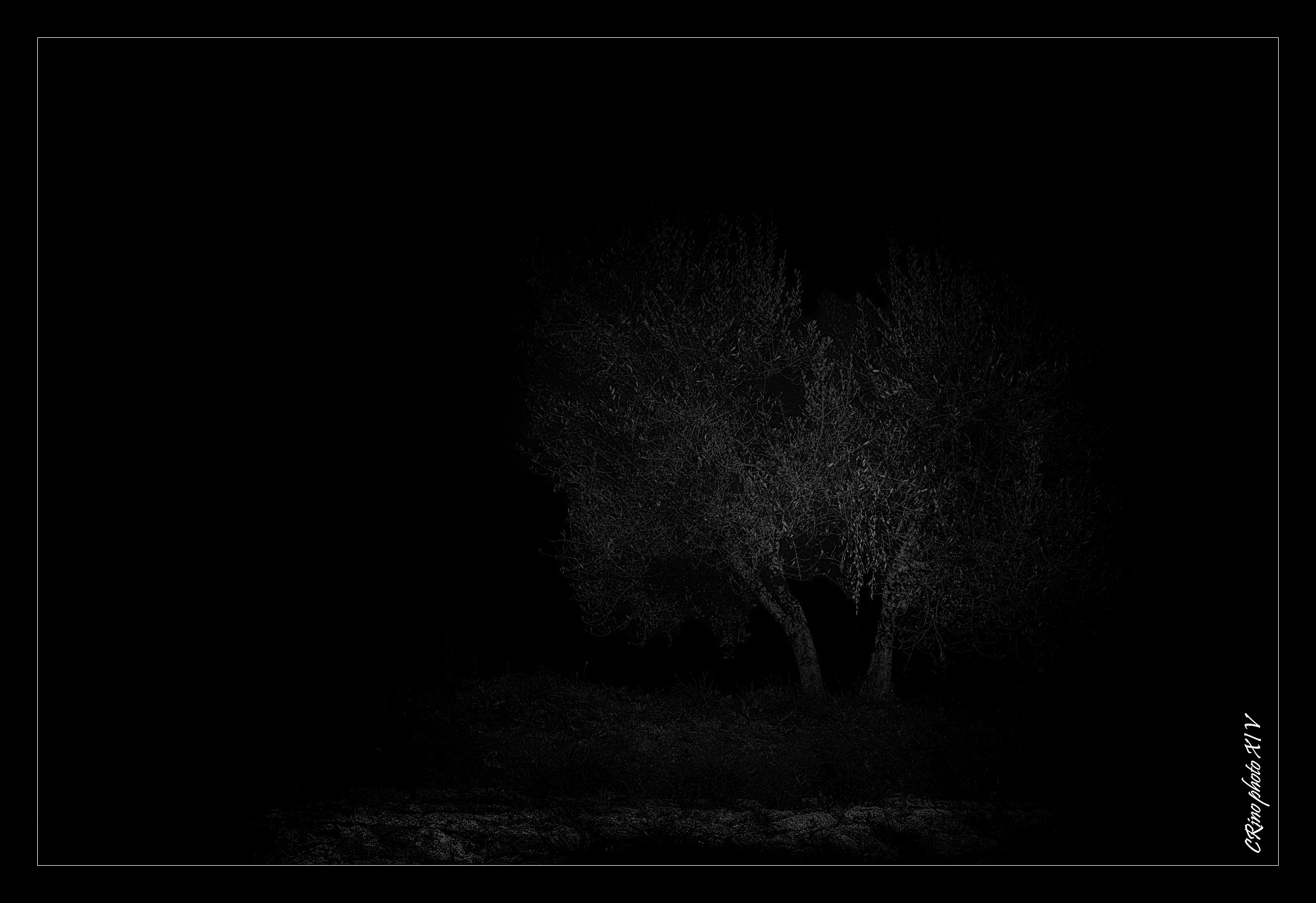 Olive groves of Tuscany ... ... ...