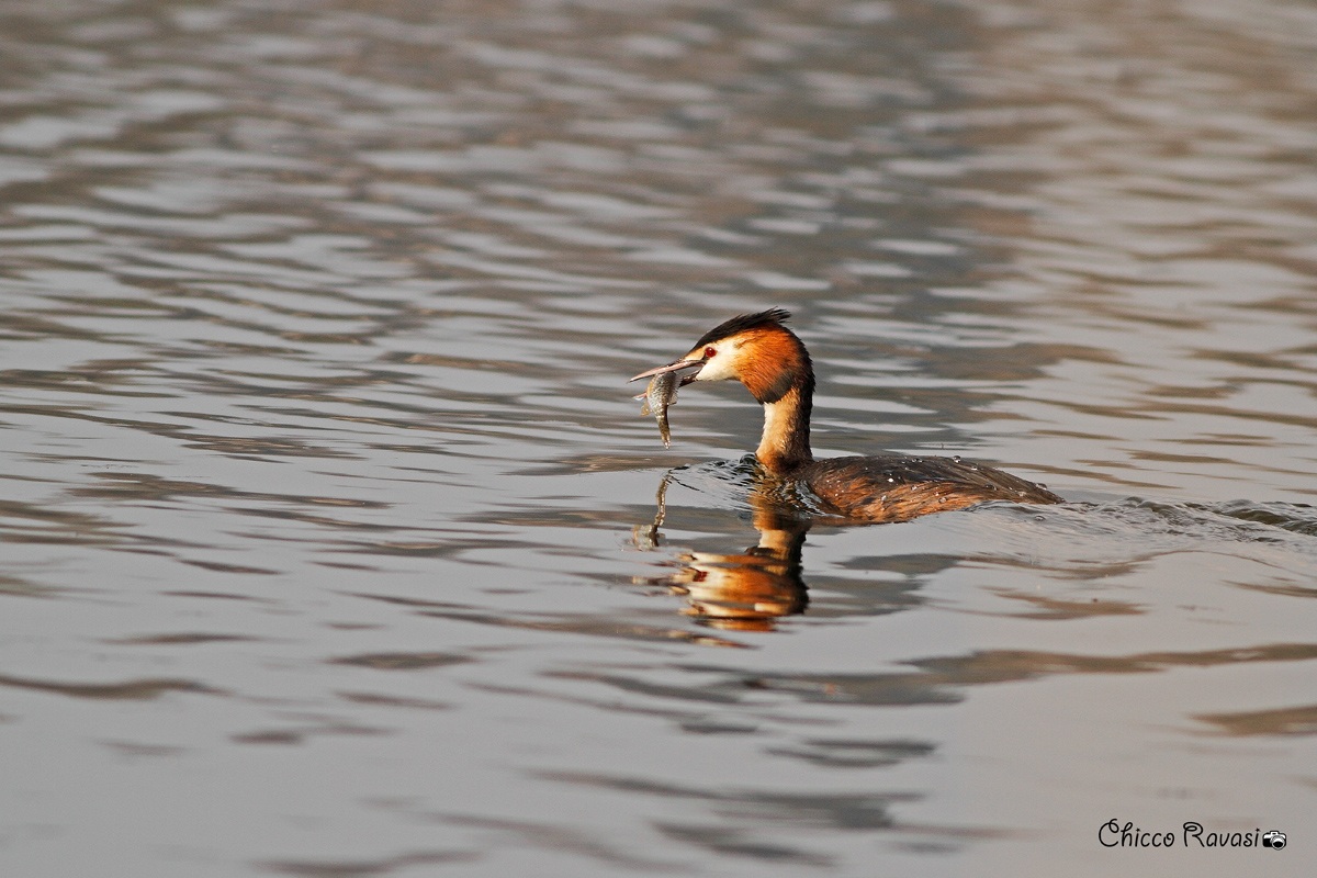 Grebe with Perch