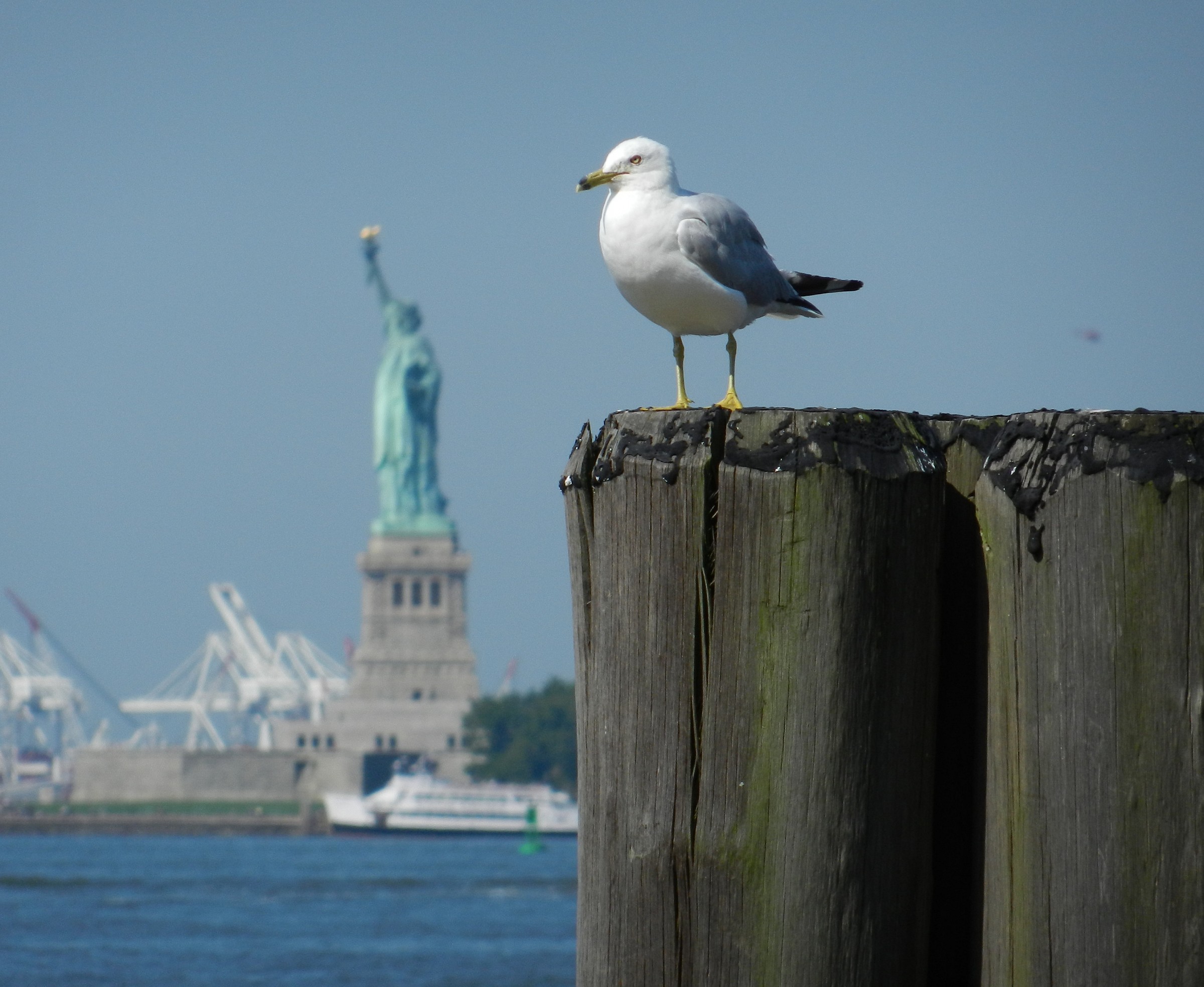New York, un gabbiano in posa