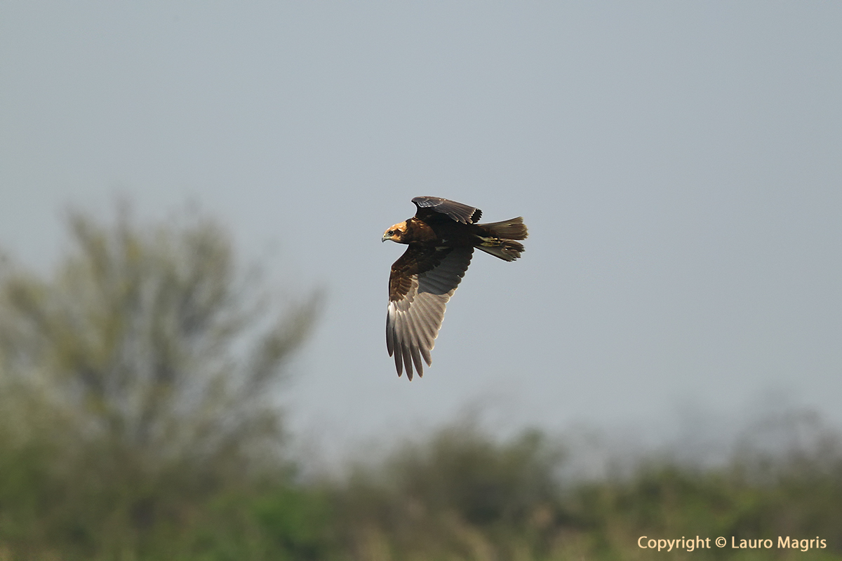 F.d.p. In ricognizione