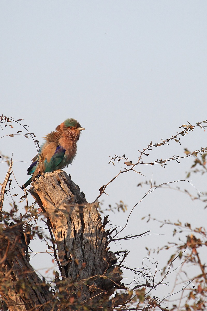 Indian roller (coracias bengalensis)