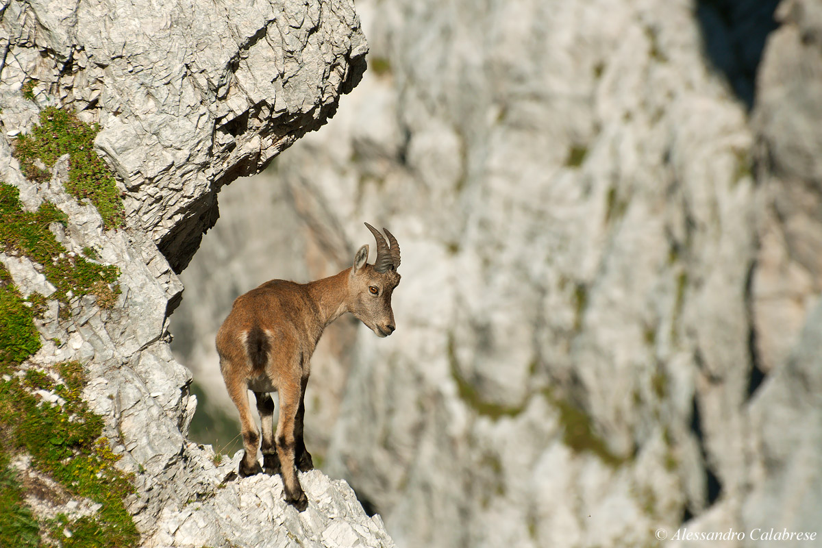Young Ibex