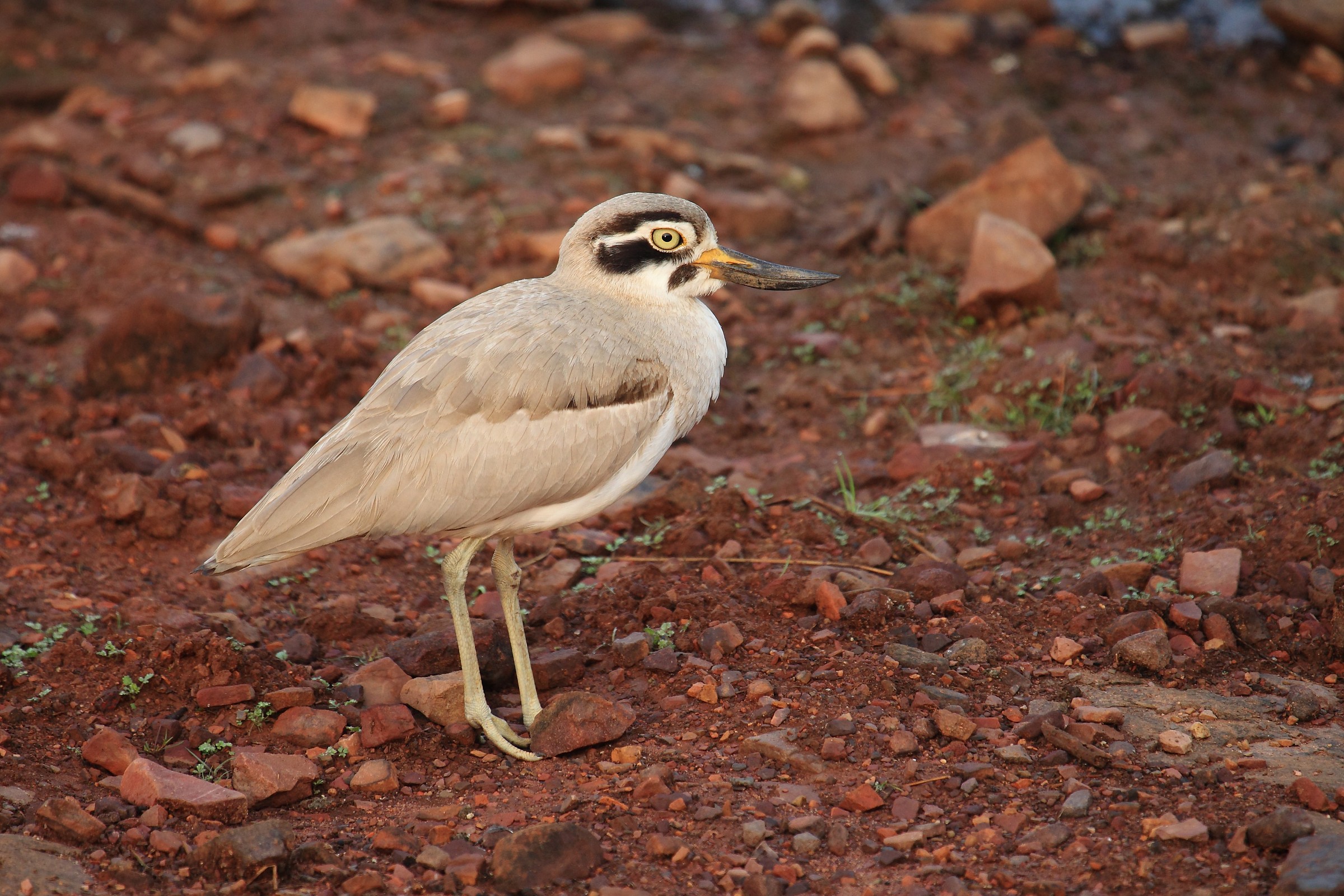 Curlew greater Indian (Esacus recurvirostris)