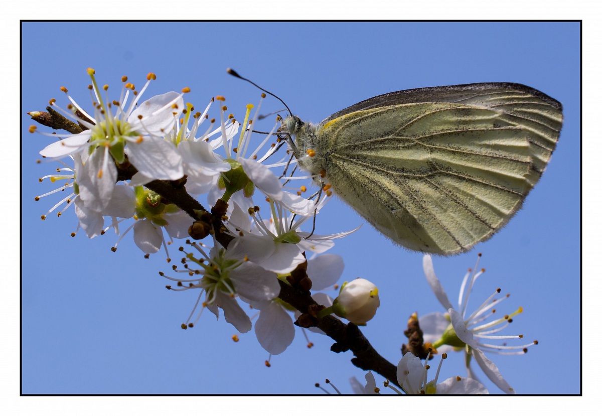 Pieride del Biancospino
