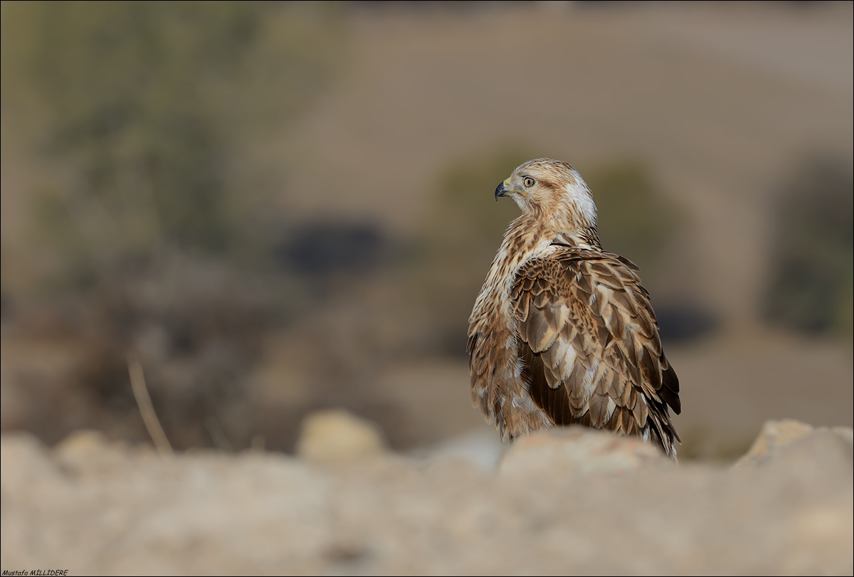Long Legged Buzzard ...