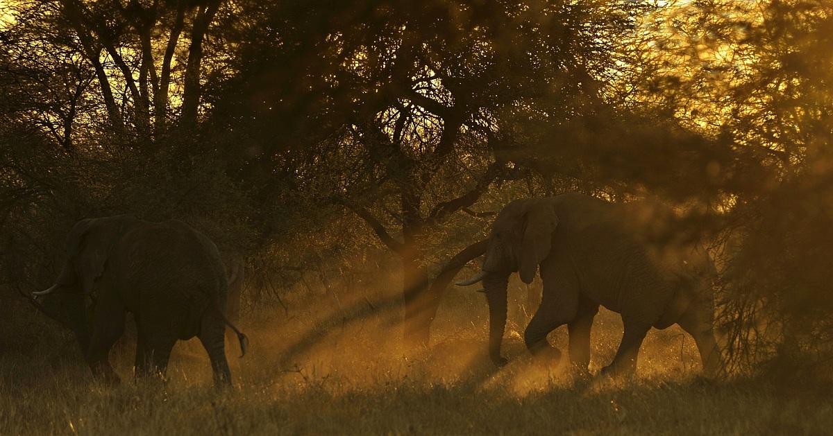 Ultime luci nello Tsavo