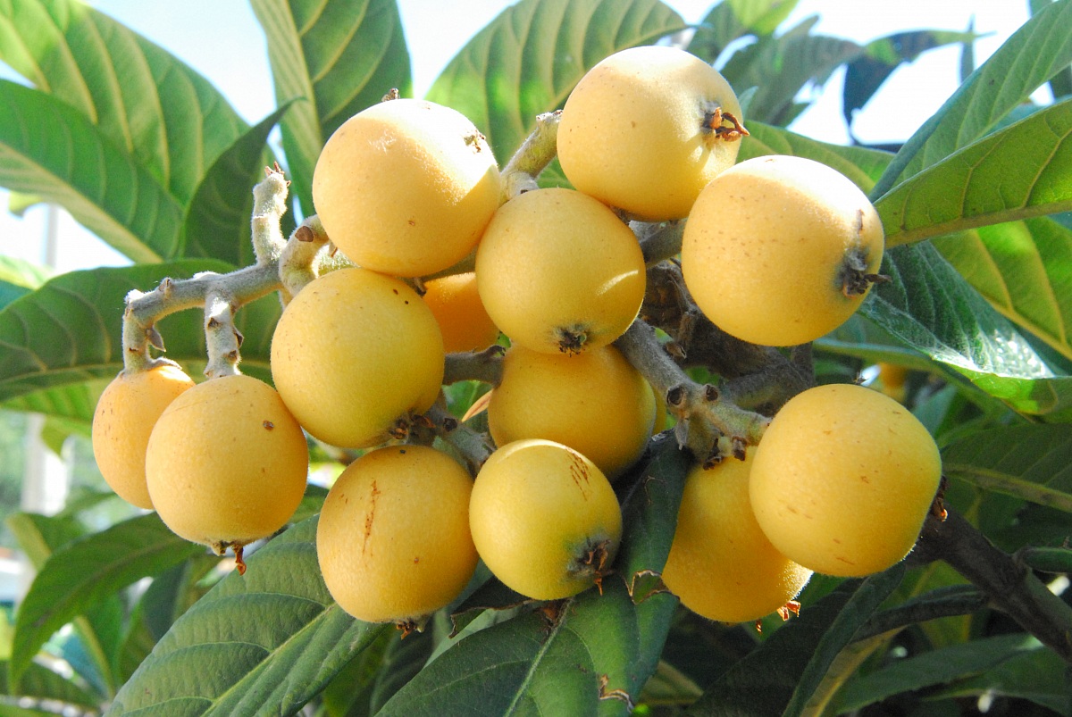 loquats