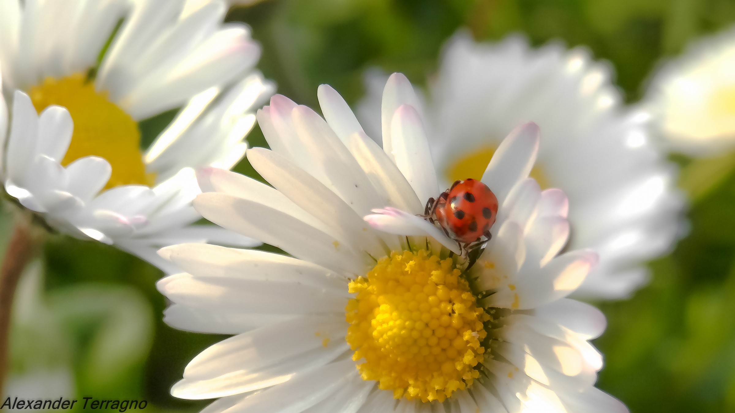 How beautiful it is to love .....