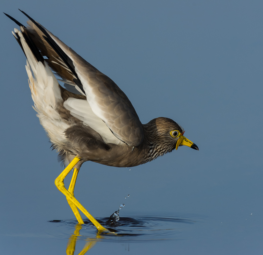 African Wattled Lapwing