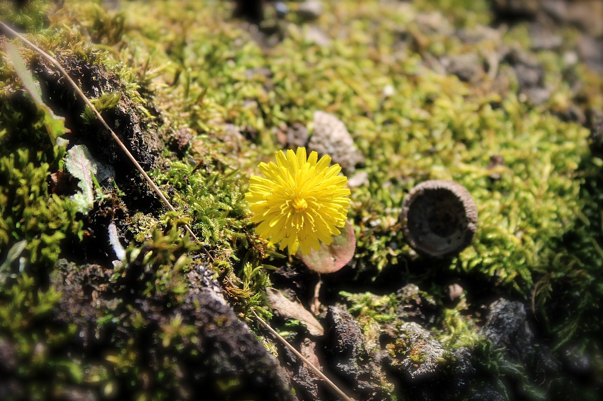sottobosco primaverile