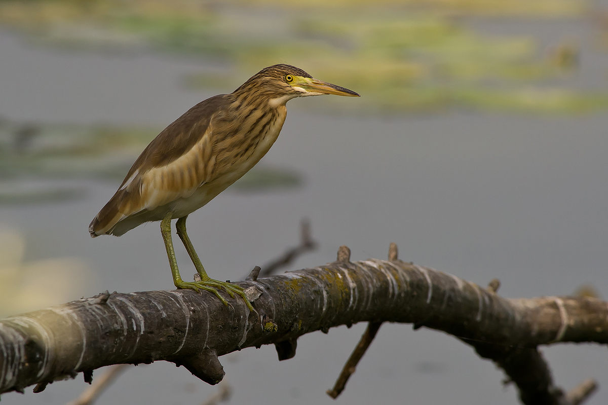Night Heron young