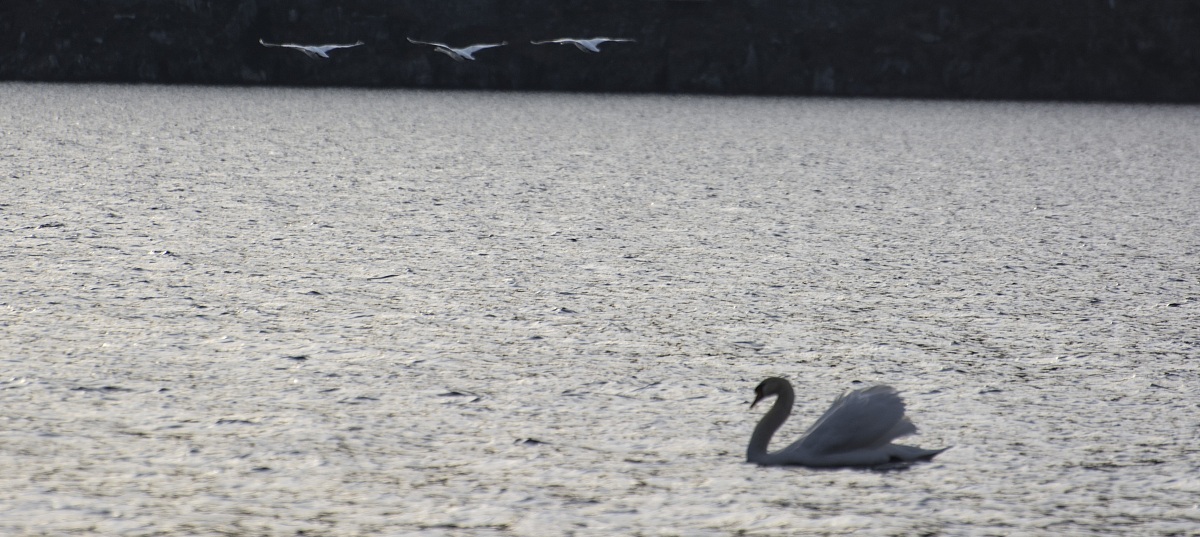 The Dominator and the fugitives