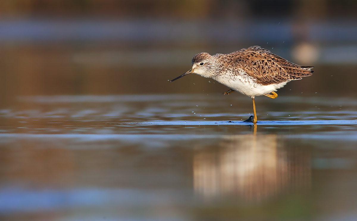 Le pulizie dell'albastrello