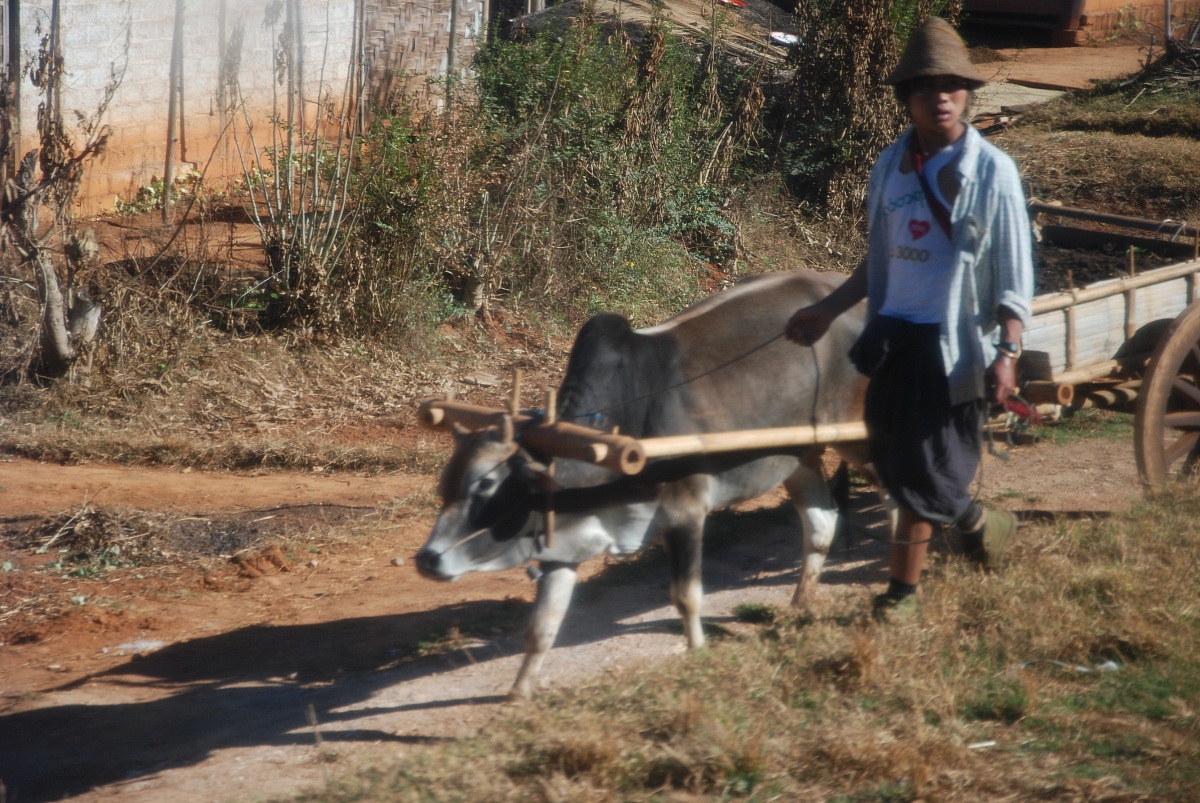 agricultural Burmese