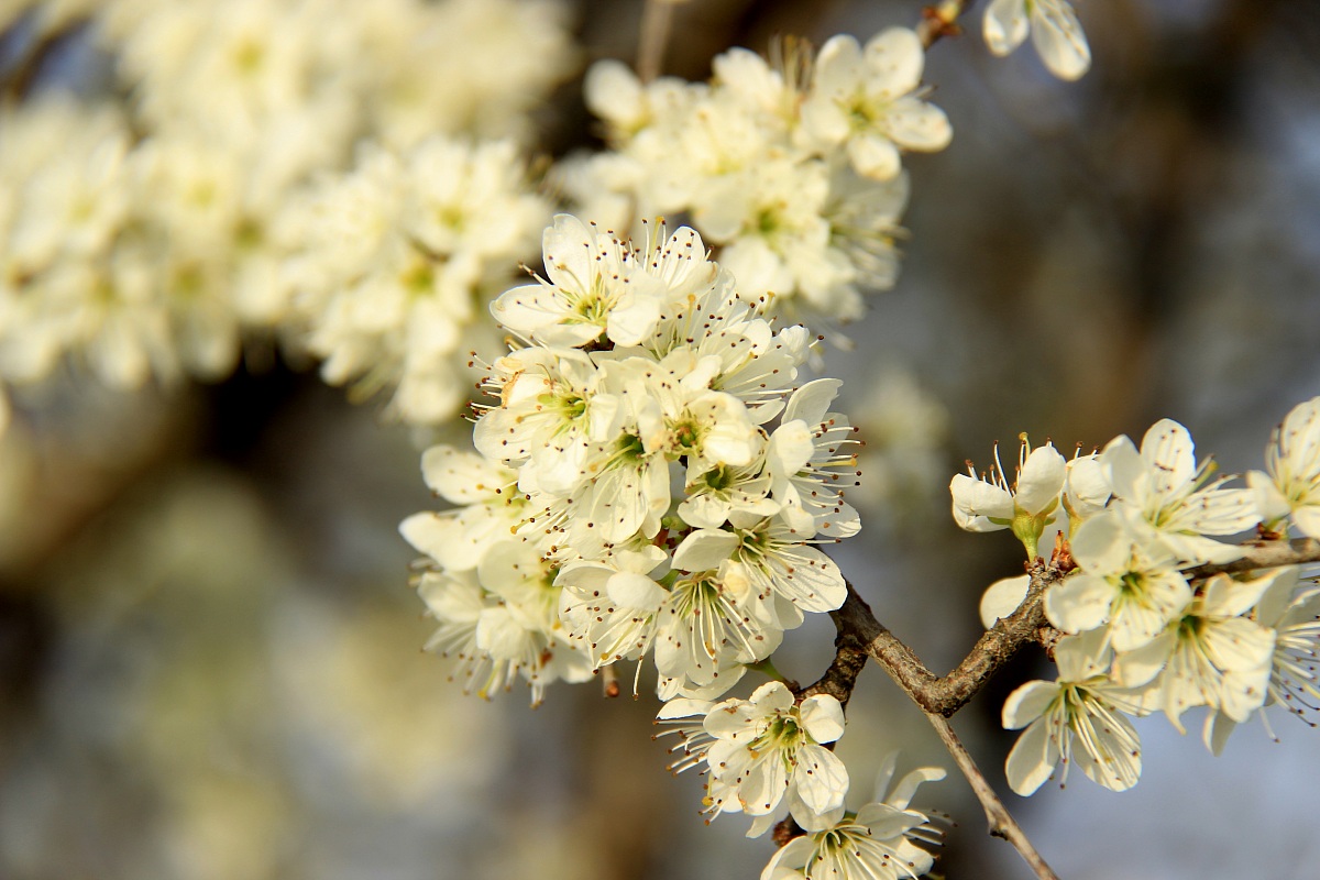 The beginning of spring