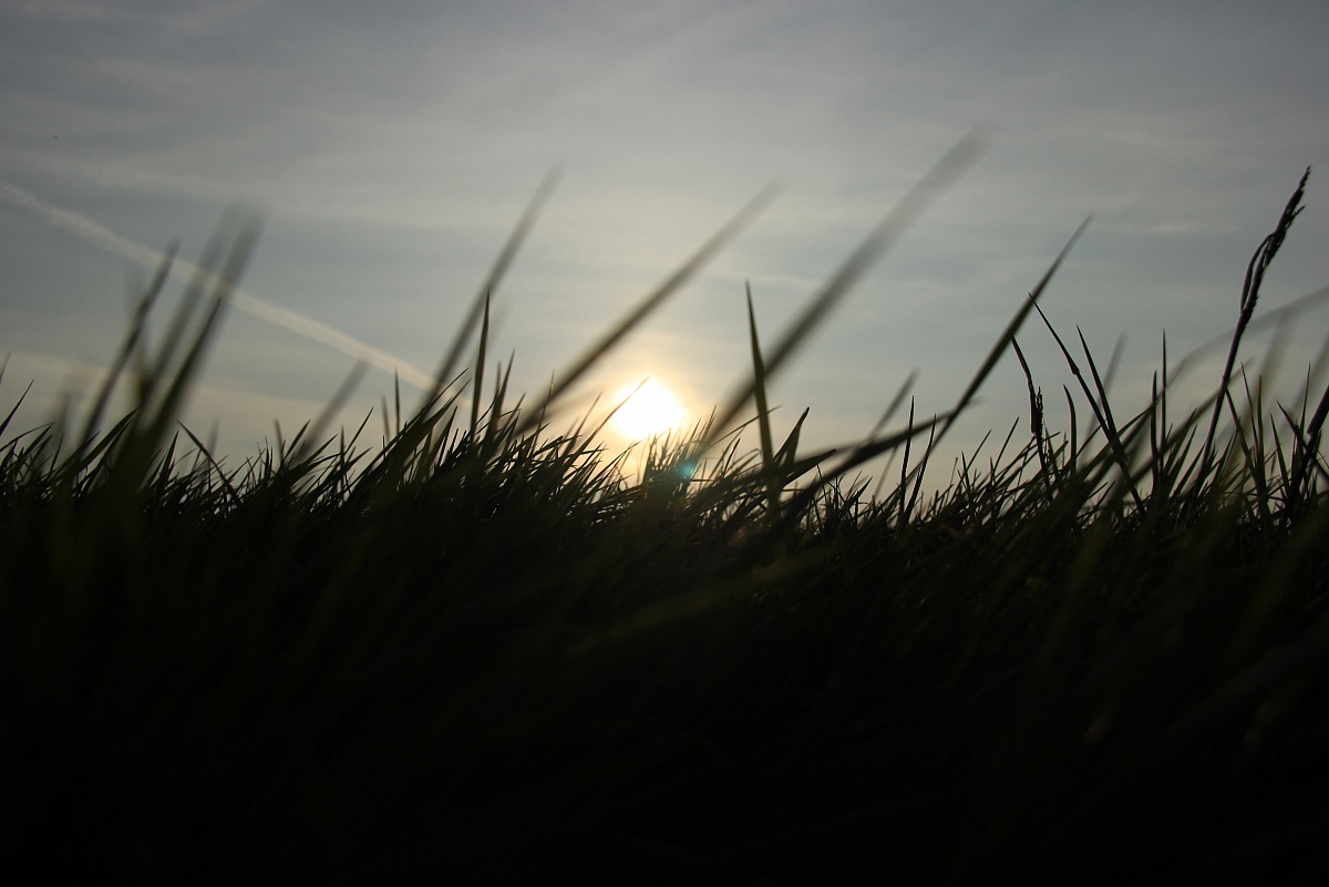 The grass driven by the wind