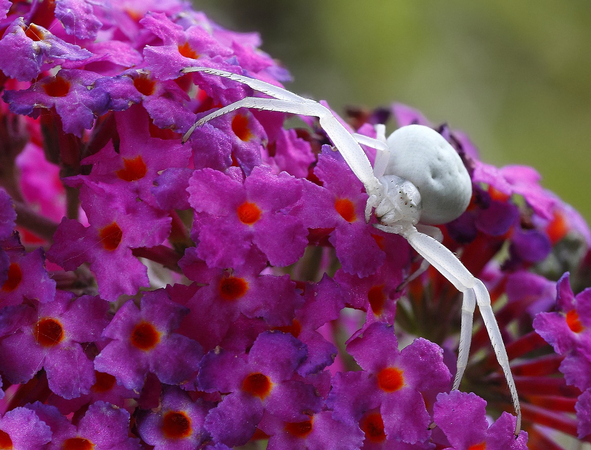 Misumena vatia on Buddleja