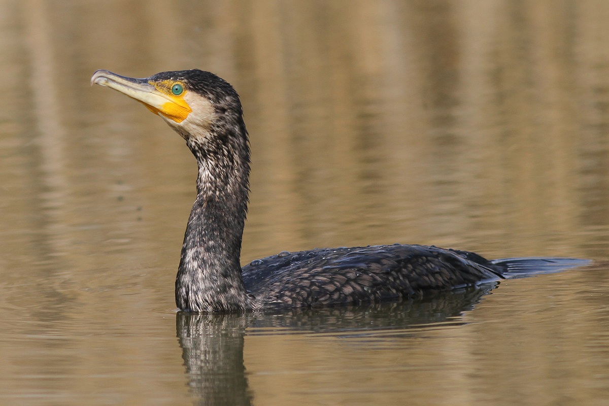 Cormorant 1