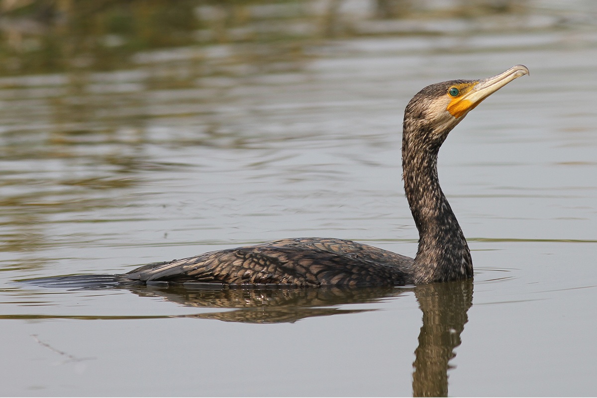 Cormorant 2