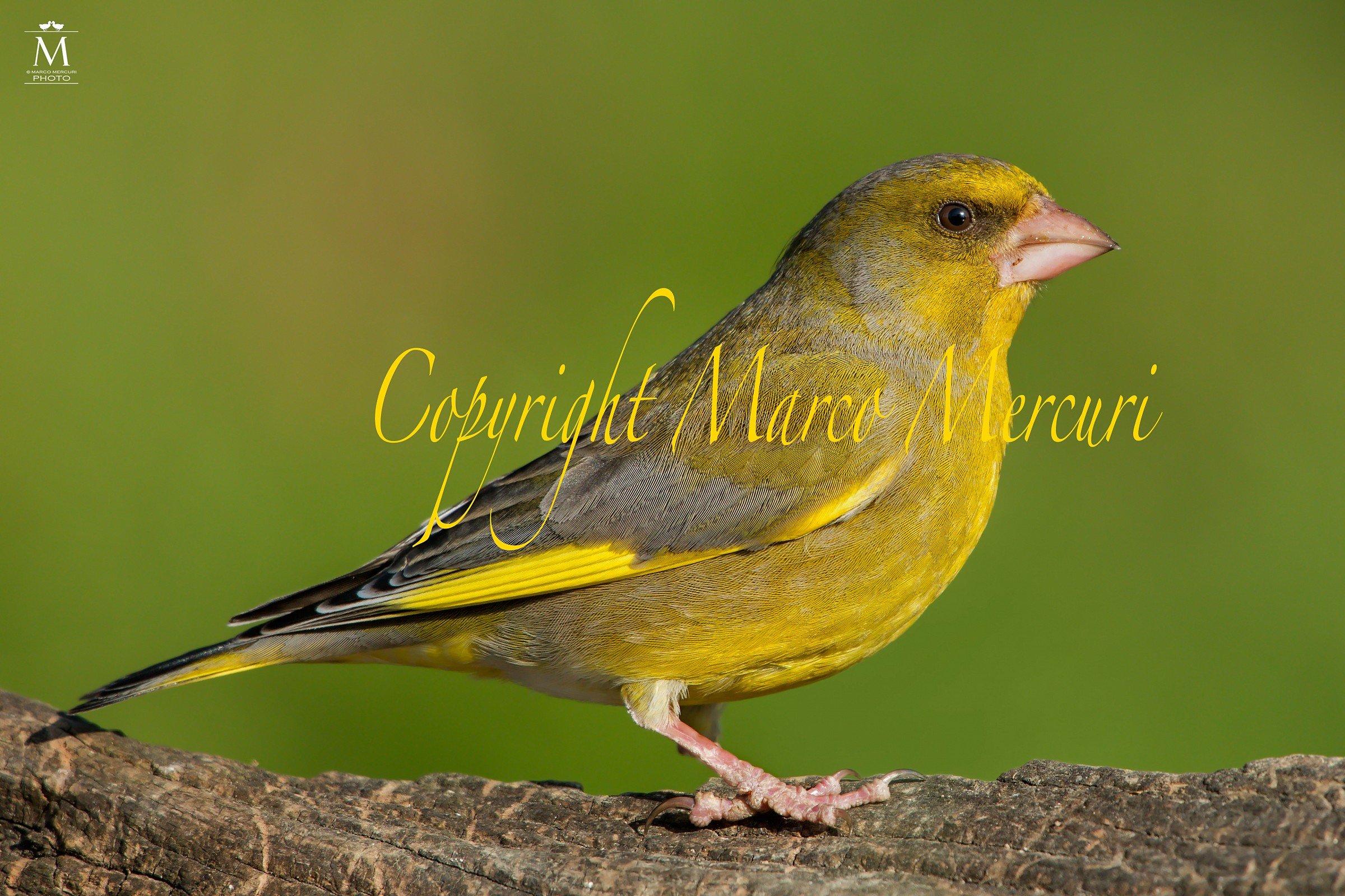 Male Greenfinch.