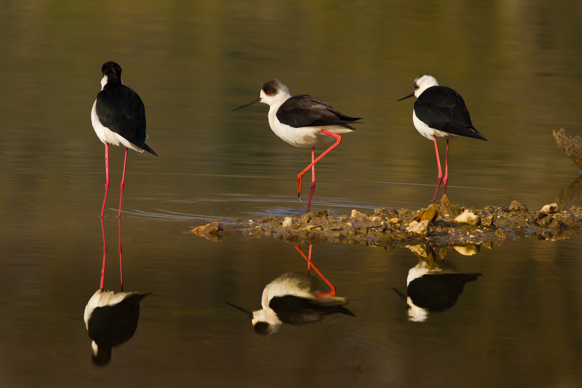 First release in 2014