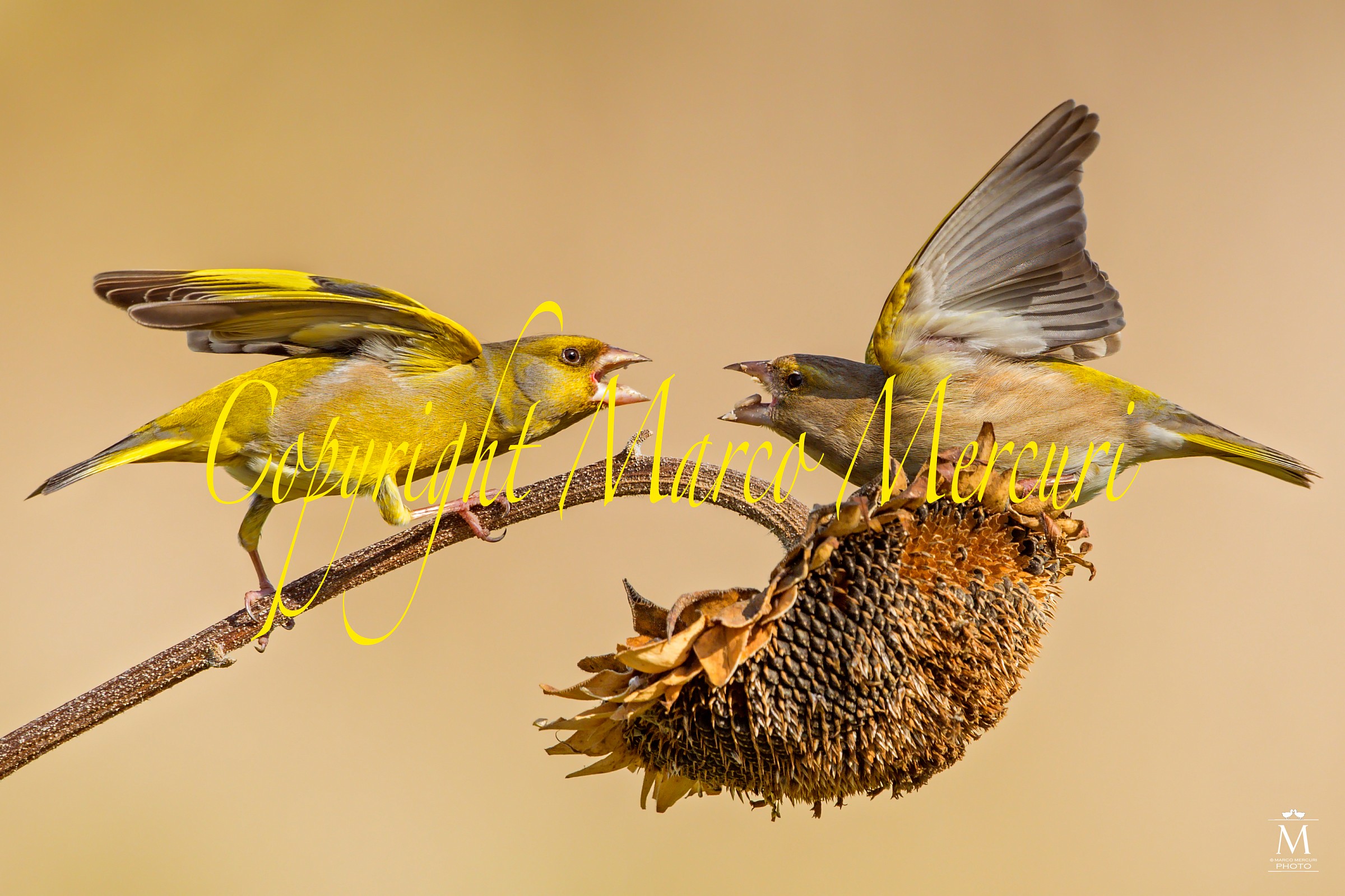 The Challenge of the two Greenfinches.