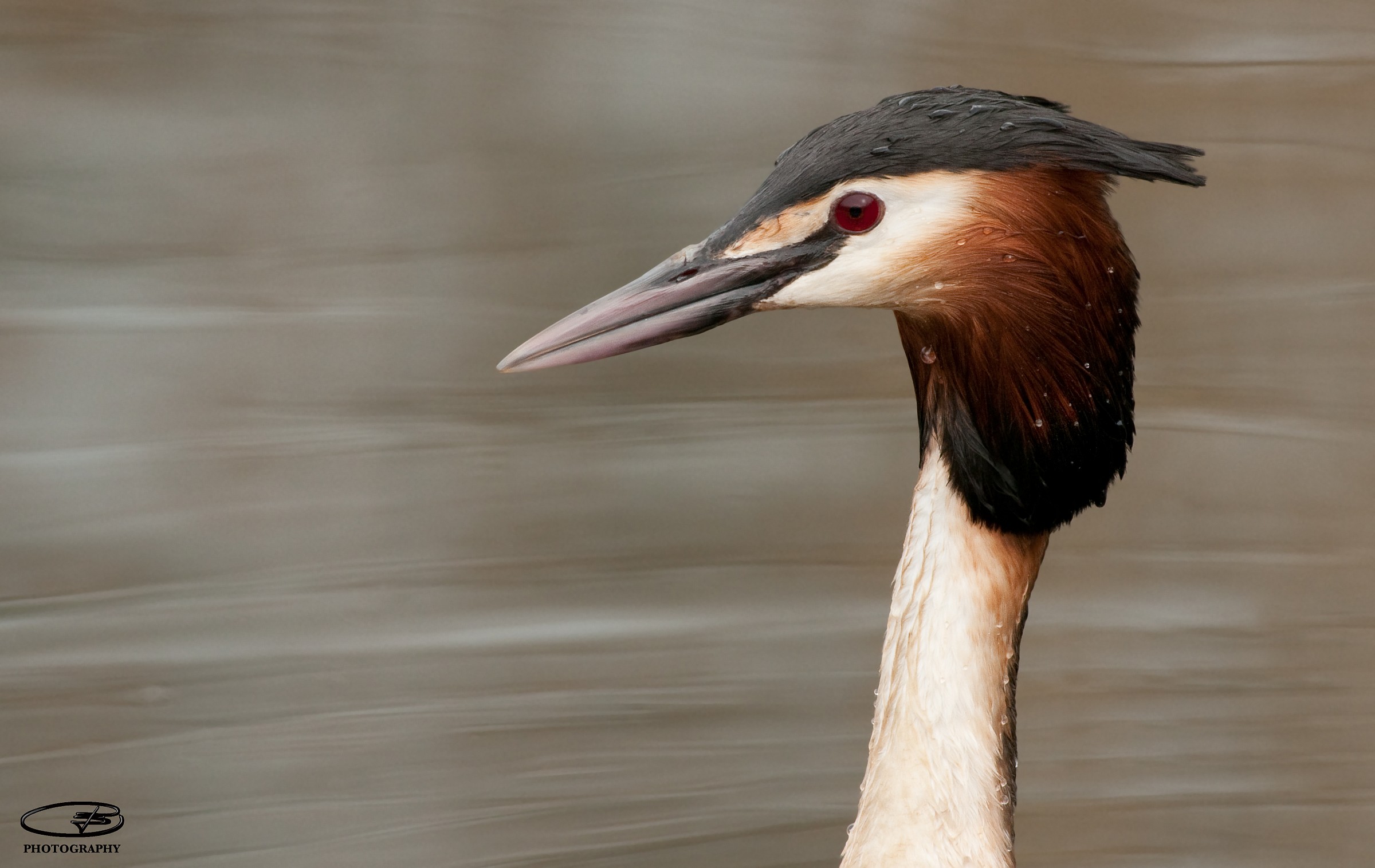 portrait of Grebe