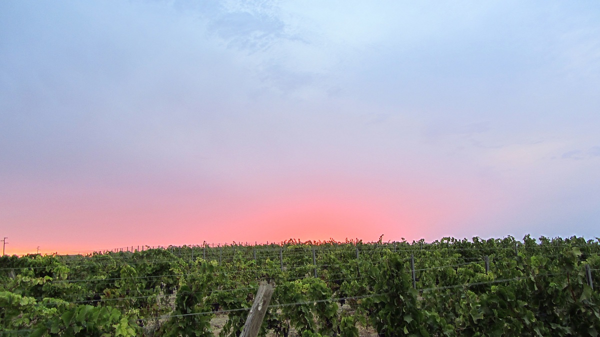 Sunset over vineyard