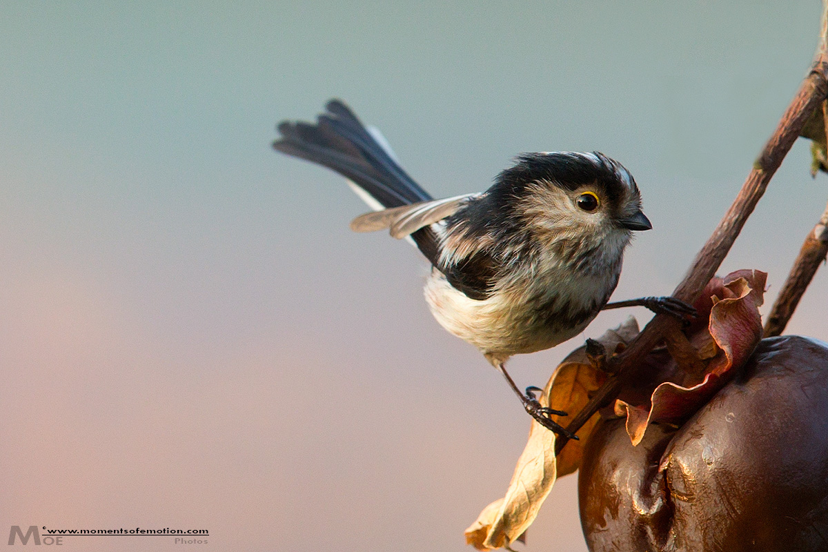 Long-tailed Tit at sunset