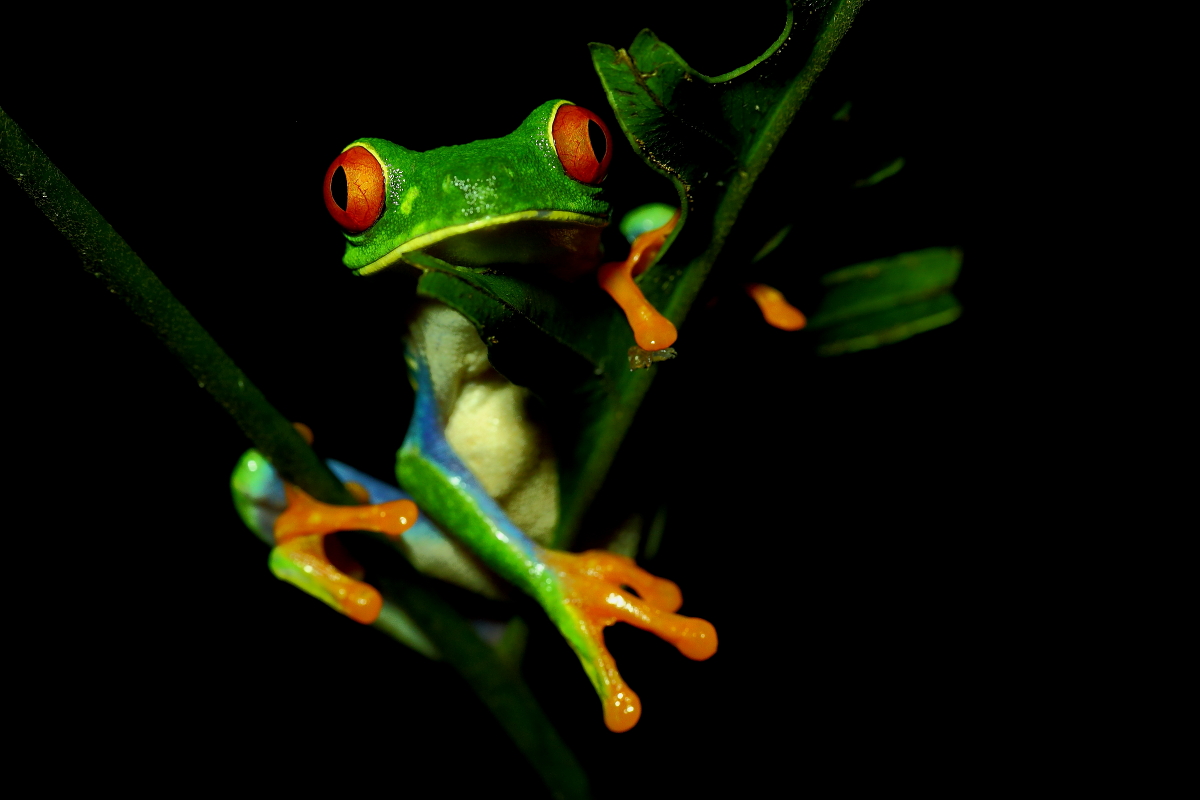 Red eyes in the night