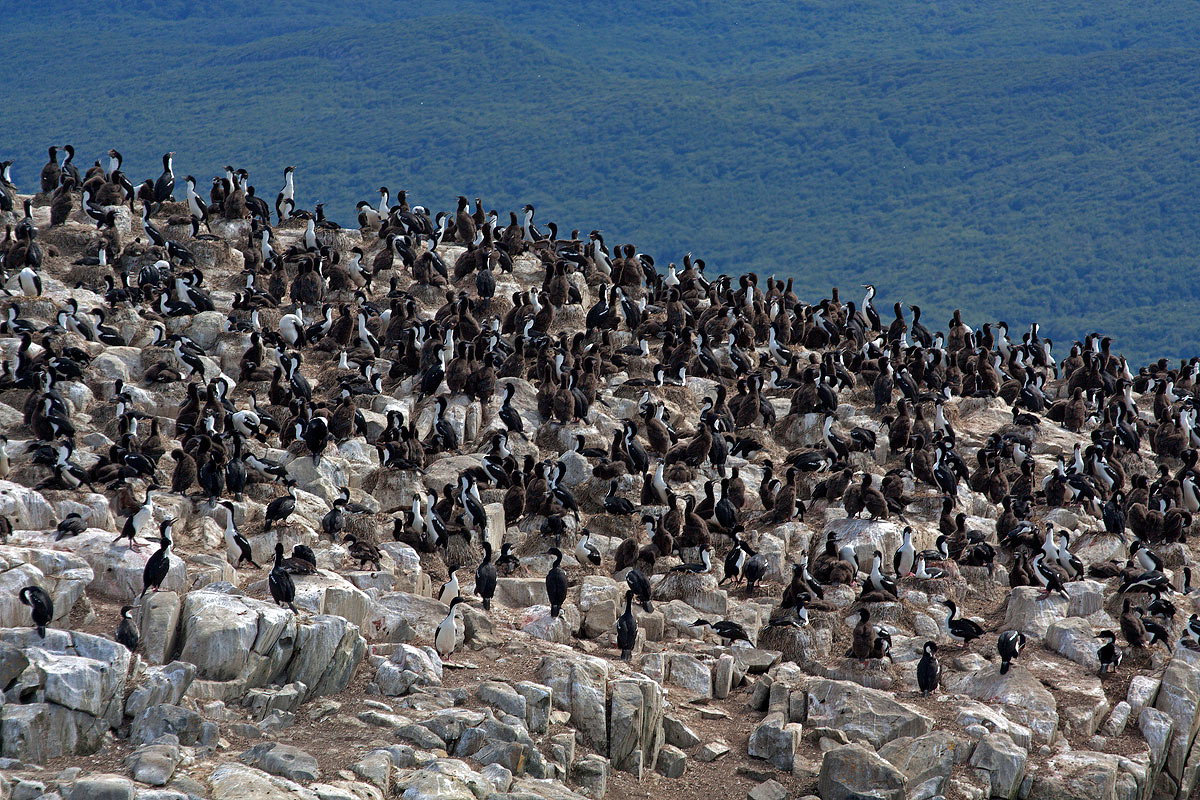 Cormorani nel canale di Beagle
