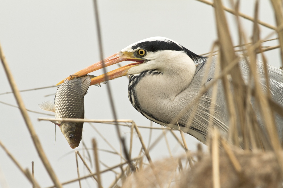 A Grey Heron lucky