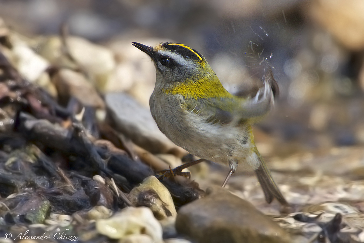 Firecrest