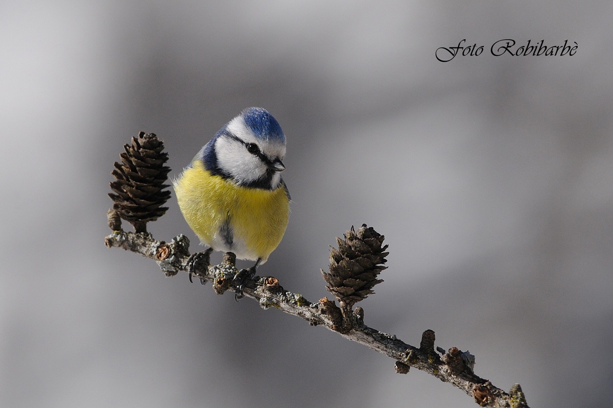 Cinciarella... tra le pigne.....
