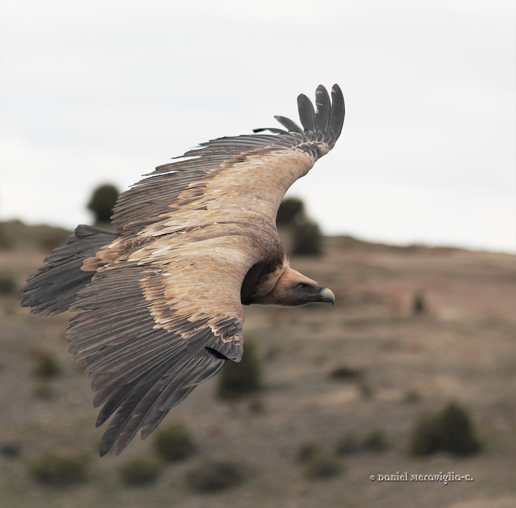 Grffon Vulture in volo