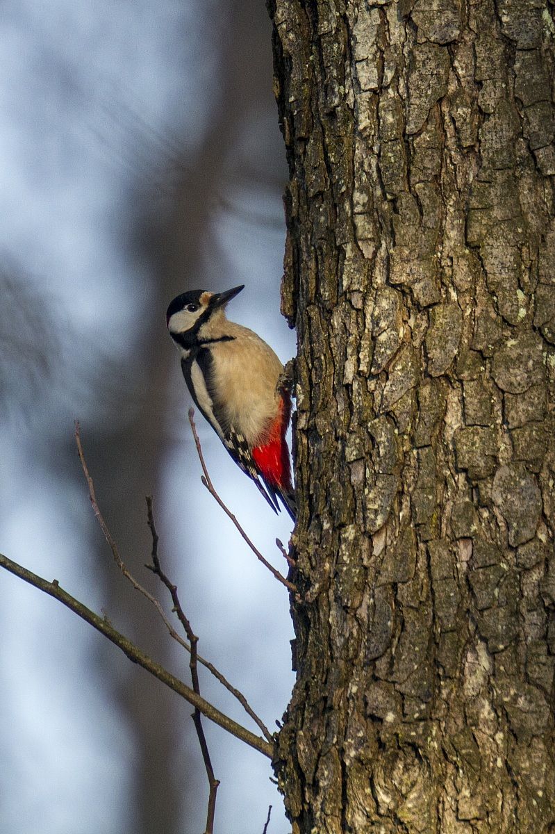 woodpecker