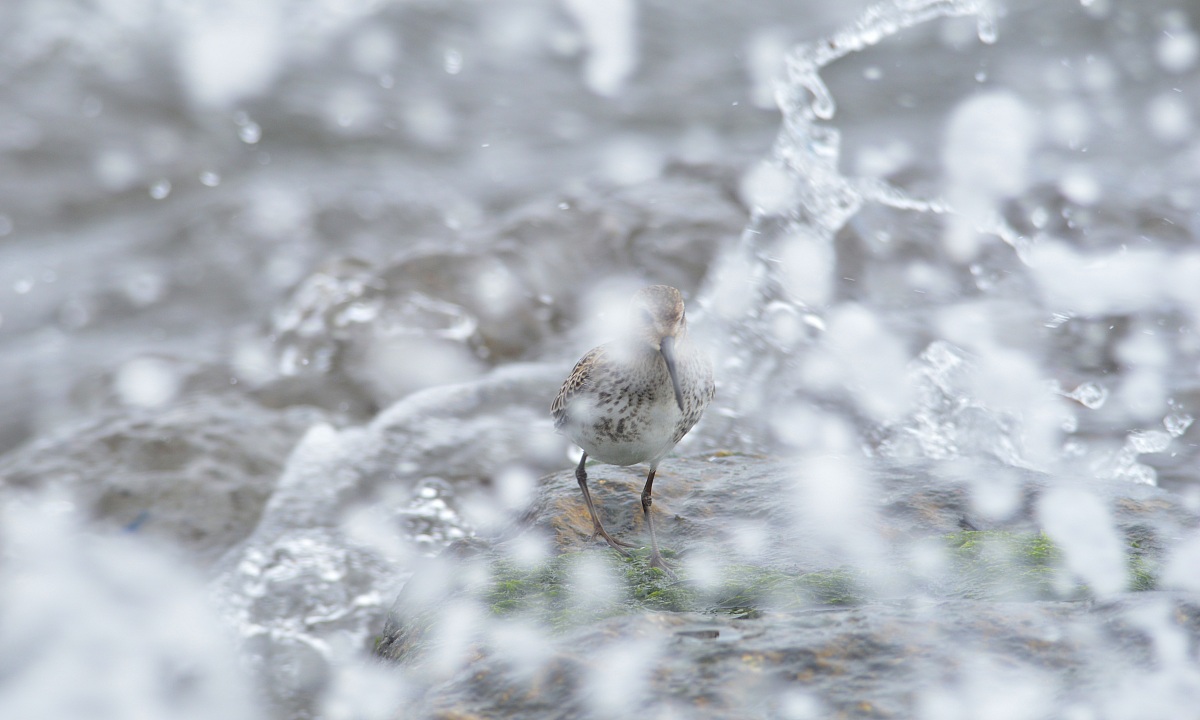 Piovanello Pancianera