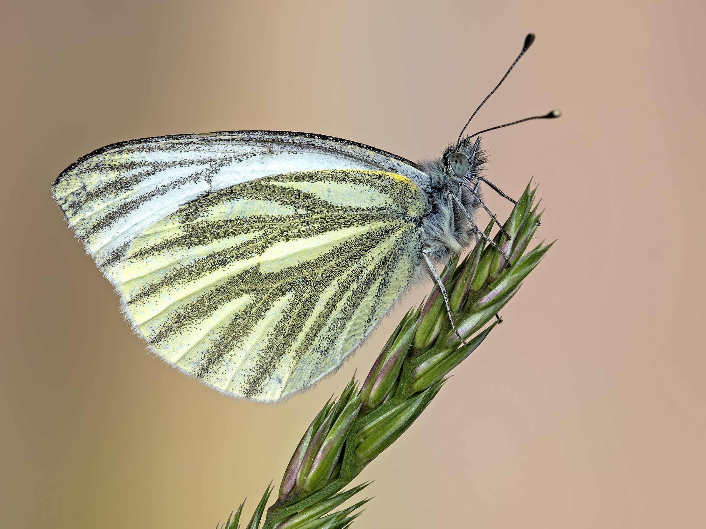 pieris napi f.