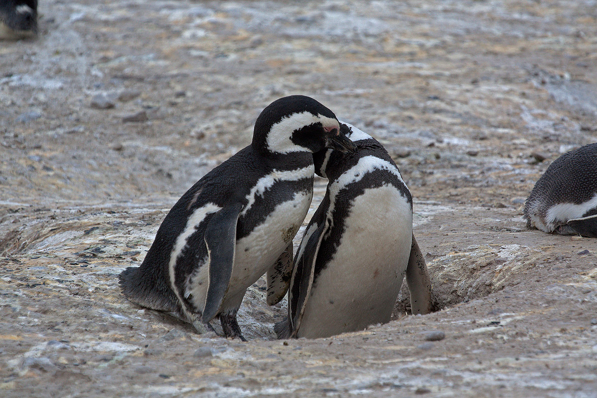 Pinguini di Magellano