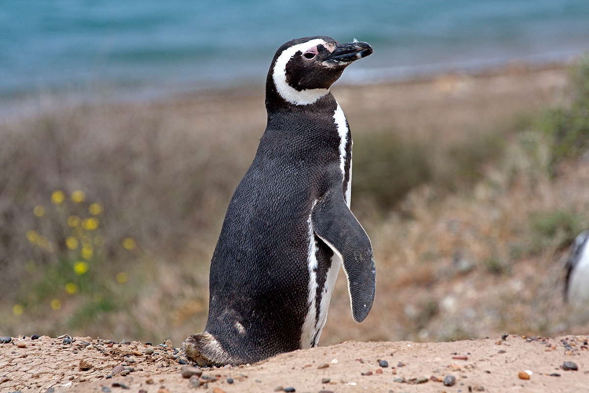Pinguino di Magellano