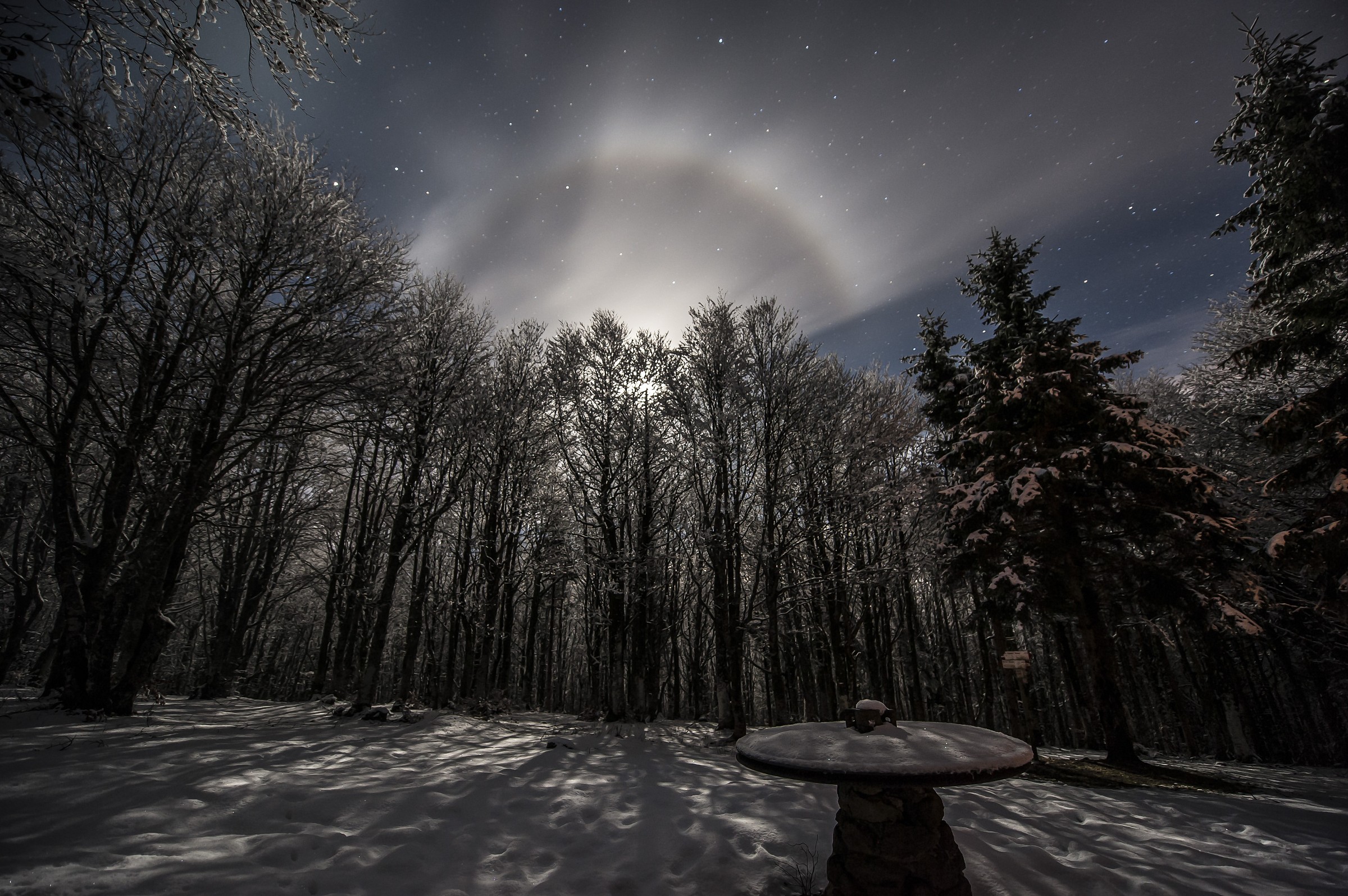 Bosco illuminato dalla luce lunare