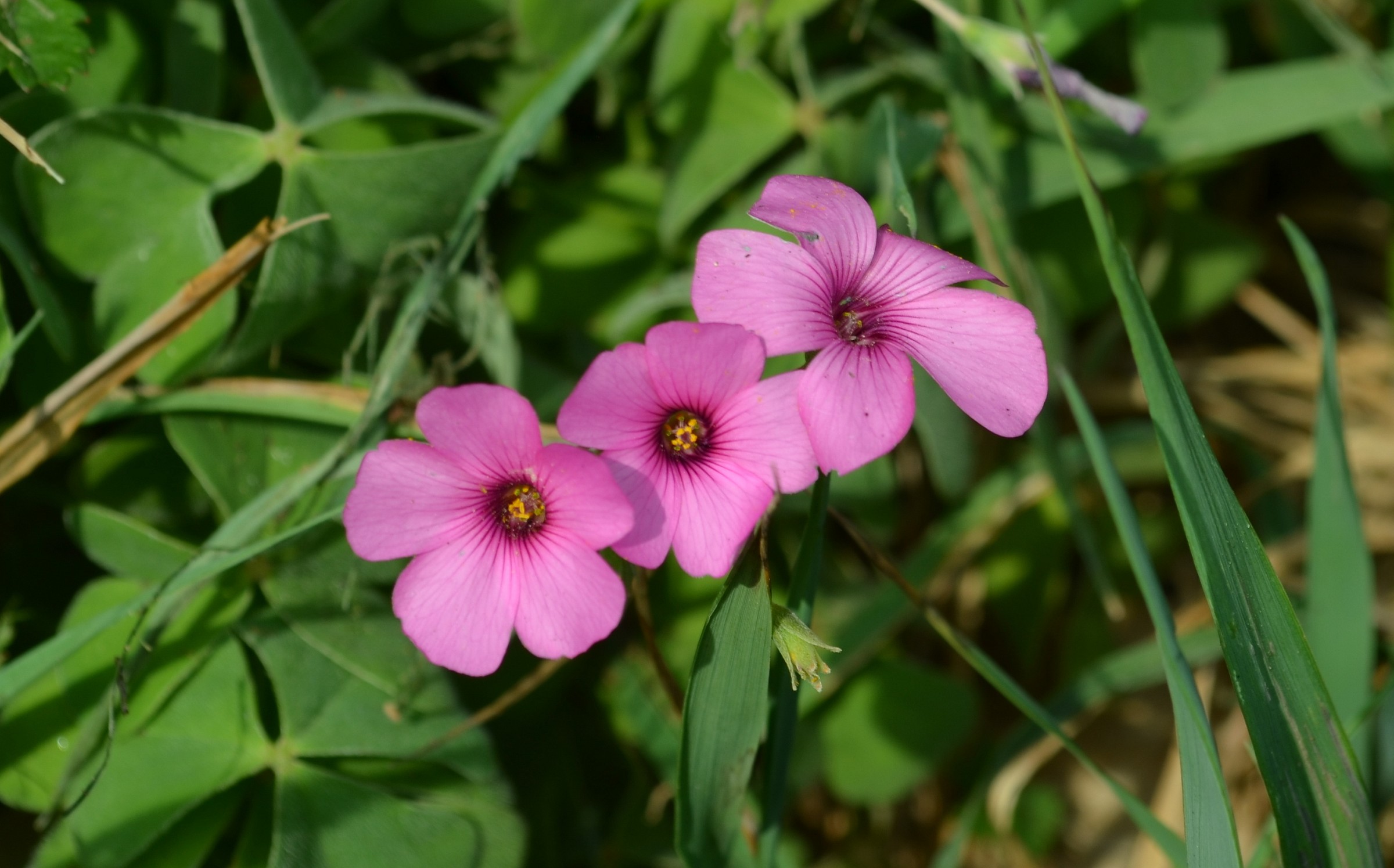 Oxalis cf. articulata.
