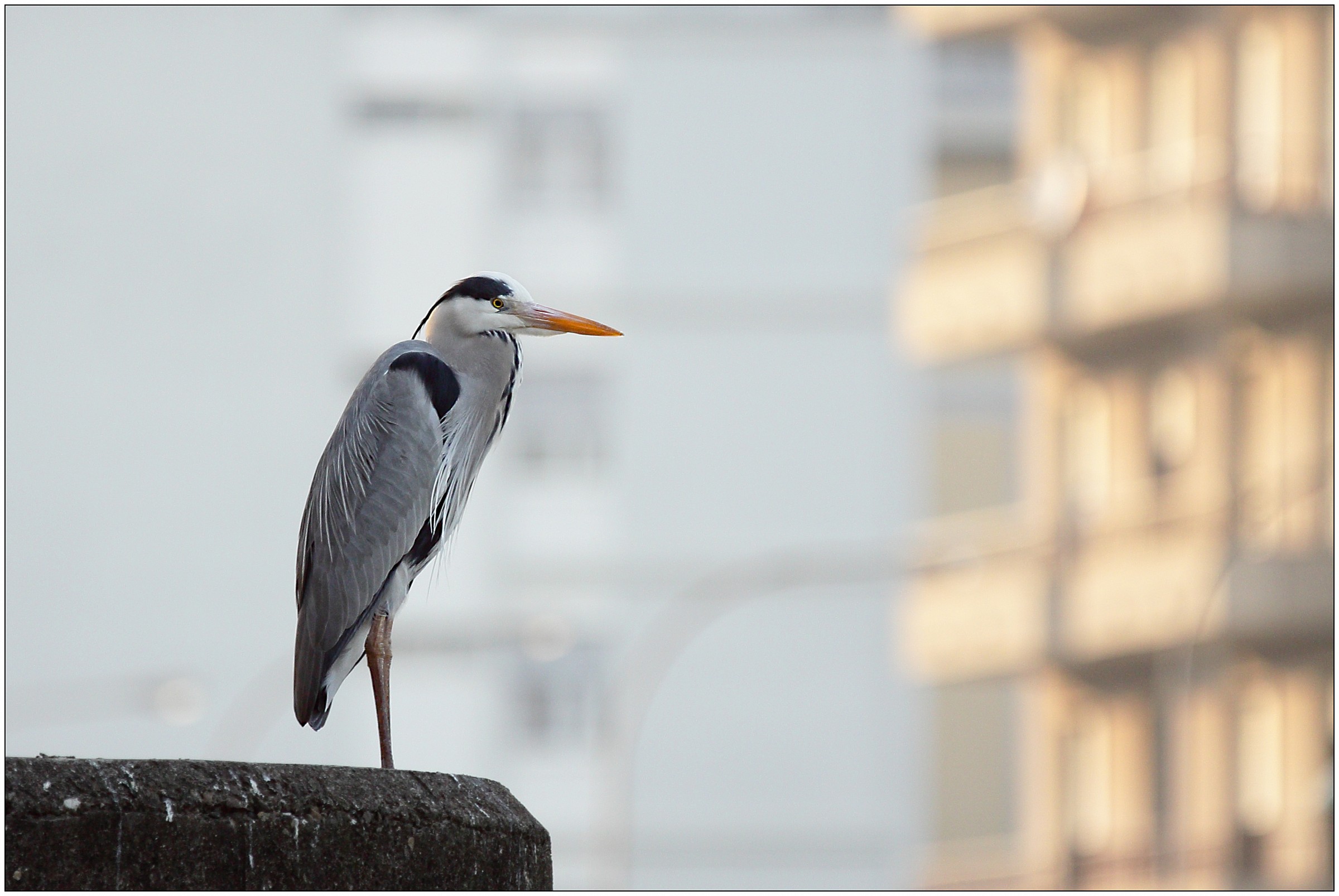 urban gray heron ....